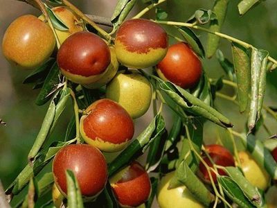 太給力了,青龍板栗入選河北十大林果品牌!親們,頂起!_社會_網