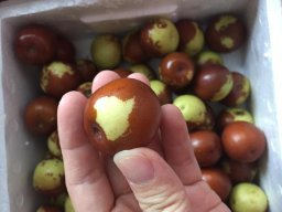 亞馬遜:商品評論: 秋里紅 黃驊鮮冬棗5斤 保鮮盒裝 黃驊孔店冬棗示范基地 現摘現發(當天下單,通常第二天采摘、發貨)