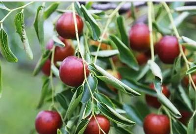 黃驊冬棗:滄州黃驊特產(chǎn)紅棗,國家地理標(biāo)志產(chǎn)品,黃驊產(chǎn)地寶-黃驊冬棗
