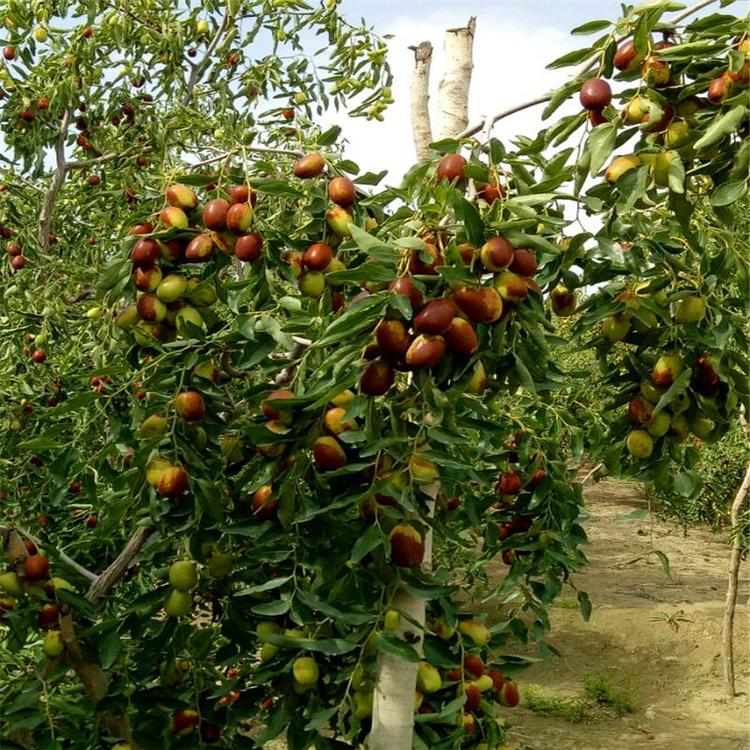 黃驊冬棗脆又甜，今秋又是豐收年