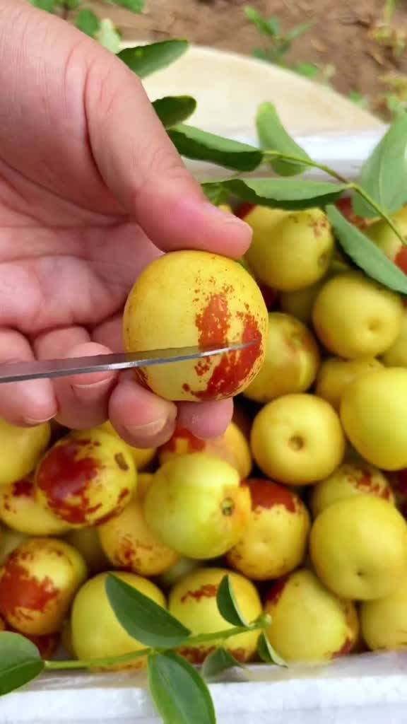 大荔與黃驊冬棗 產地直發，品質鮮甜