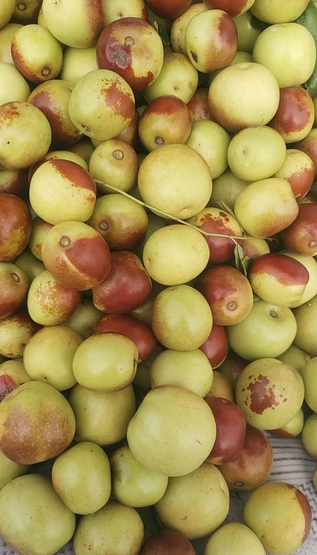 咬一口就上頭！黃驊冬棗甜到心坎里